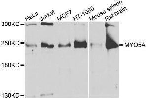 Western blot analysis of extracts of various cell lines, using MYO5A antibody (ABIN6003562) at 1/1000 dilution. (MYO5A antibody)