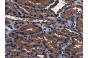 Detection of PMSA in Porcine Kidney Tissue using Polyclonal Antibody to Prostate-specific Membrane Antigen (PMSA) (PSMA antibody  (AA 275-588))