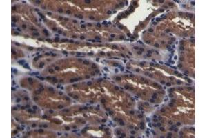 Detection of PMSA in Porcine Kidney Tissue using Polyclonal Antibody to Prostate-specific Membrane Antigen (PMSA) (PSMA antibody  (AA 275-588))