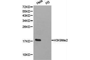 Western Blotting (WB) image for anti-Histone H3 (H3) (H3K9me2) antibody (ABIN1872998) (Histone 3 antibody  (H3K9me2))