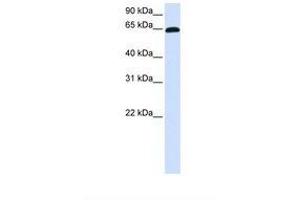 Image no. 1 for anti-Zinc Finger Protein 37A (ZNF37A) (AA 398-447) antibody (ABIN6738367) (ZNF37A antibody  (AA 398-447))