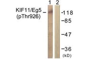 Western blot analysis of extracts from COLO205 cells, using KIF11/Eg5 (Phospho-Thr926) Antibody. (KIF11 antibody  (pThr926))