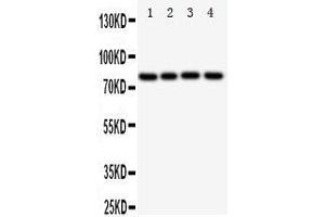 Western Blotting (WB) image for anti-Sp4 Transcription Factor (SP4) (AA 29-44), (N-Term) antibody (ABIN3043013)