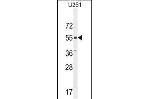 Western blot analysis in U251 cell line lysates (35ug/lane). (CXCR7 antibody  (C-Term))