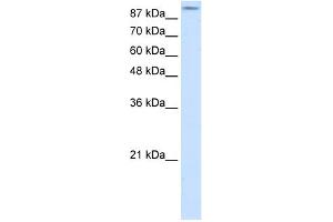 WB Suggested Anti-GRIA2 Antibody Titration:  2. (GRIA2 antibody  (N-Term))