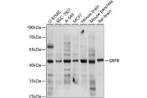 Western blot analysis of extracts of various cell lines, using GRPR antibody (ABIN3017021, ABIN3017022, ABIN3017023 and ABIN6219927) at 1:3000 dilution. (GRPR antibody  (AA 235-384))
