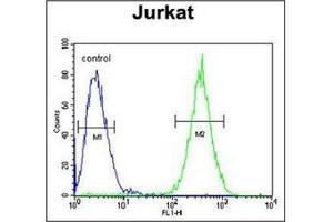flow cytometric analysis of Jurkat cells using SELPLG Antibody (C-term) Cat.