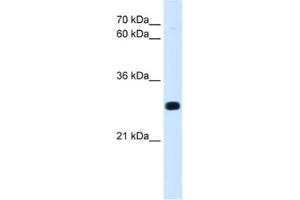 Western Blotting (WB) image for anti-Homeobox A7 (HOXA7) antibody (ABIN2463109) (HOXA7 antibody)