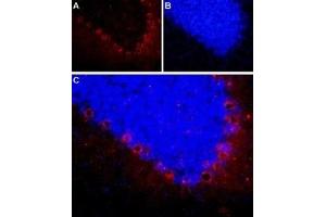 Expression of neuropeptide Y2 receptor in rat cerebellum - Immunohistochemical staining of frozen section of rat cerebellum using Anti-NPY2R Antibody (ABIN7043373, ABIN7044670 and ABIN7044671), (1:100). (NPY2R antibody  (C-Term, Intracellular))