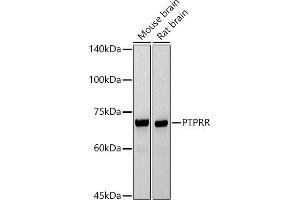 Western blot analysis of extracts of various cell lines, using PTPRR antibody (ABIN7269711) at 1:1000 dilution. (PTPRR antibody)