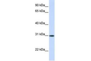 Image no. 1 for anti-Activating Transcription Factor 5 (ATF5) (AA 180-229) antibody (ABIN6744226)