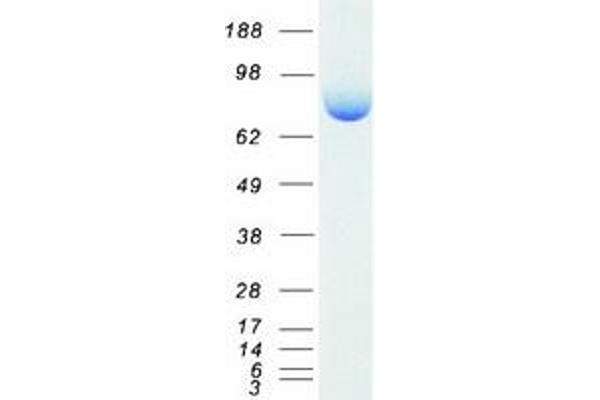 Ezrin Protein (EZR) (Transcript Variant 1) (Myc-DYKDDDDK Tag)