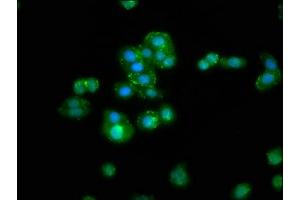 Immunofluorescence staining of HepG2 cells with ABIN7168325 at 1:300, counter-stained with DAPI. (RBMS3 antibody  (AA 372-437))