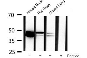 Western blot analysis of extracts of various celllines,using erk1/2 antibody. (ERK1/2 antibody)