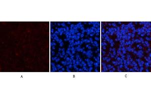 Immunofluorescence analysis of mouse spleen tissue. (PDGFRA antibody)