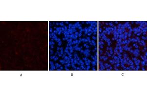 Immunofluorescence analysis of mouse spleen tissue. (PDGFRA antibody)