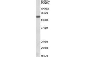Image no. 1 for anti-Secreted phosphoprotein 1 (SPP1) (C-Term) antibody (ABIN374581) (Osteopontin antibody  (C-Term))