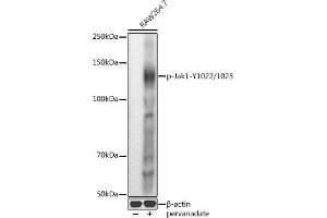 Western blot analysis of extracts of R. (JAK1 antibody  (pTyr1022, pTyr1023))