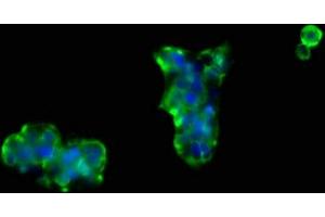 Immunofluorescence staining of 293 cells with ABIN7161362 at 1:66, counter-stained with DAPI. (NrCAM antibody  (AA 1194-1299))