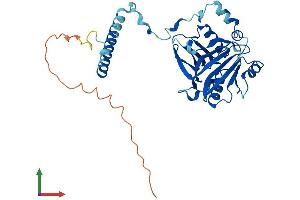 AlphaFold protein structure predicition of Human Recombinant RPF1 Protein, UniprotID Q9H9Y2 (RPF1 Protein (AA 1-349) (His tag))