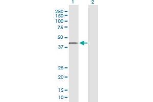 Western Blot analysis of ARMCX3 expression in transfected 293T cell line by ARMCX3 monoclonal antibody (M01), clone 2G3.