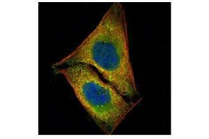 ICC/IF Image Confocal immunofluorescence analysis (Olympus FV10i) of paraformaldehyde-fixed U2OS, using STK4, antibody (Green) at 1:500 dilution. (STK4 antibody  (C-Term))