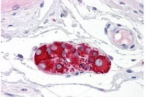 Human Small Intestine, Submucosal Plexus: Formalin-Fixed, Paraffin-Embedded (FFPE) (RAD51AP1 antibody  (AA 273-335))