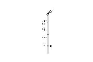 Anti-GNG5 Antibody (C-Term) at 1:1000 dilution + MOLT-4 whole cell lysate Lysates/proteins at 20 μg per lane.