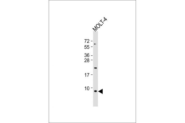 GNG5 anticorps  (AA 34-63)