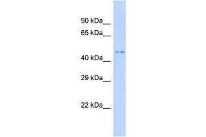 Host:  Rabbit  Target Name:  HNF1A  Sample Type:  293T Whole Cell lysates  Antibody Dilution:  1.