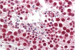 ABIN1781995 (5µg/ml) staining of paraffin embedded Human Testis. (HNRNPA2B1 antibody  (Internal Region))