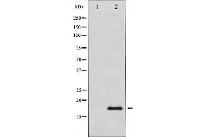 Western blot analysis of Calmodulin expression in NIH-3T3 whole cell lysates,The lane on the left is treated with the antigen-specific peptide. (Calmodulin 1 antibody)