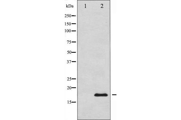 Calmodulin 1 antibody