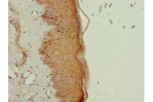 Immunohistochemistry of paraffin-embedded human skin tissue using ABIN7161905 at dilution of 1:100