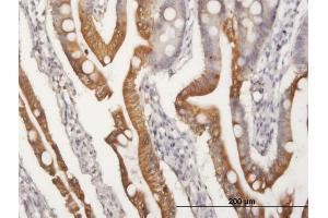 Immunoperoxidase of purified MaxPab antibody to APOA4 on formalin-fixed paraffin-embedded human small Intestine. (APOA4 antibody  (AA 1-396))