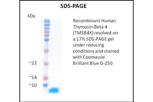 TMSB4X Protein