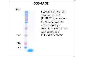 SDS-PAGE (SDS) image for Thymosin beta-4 (TMSB4X) (Active) protein (ABIN5509515) (TMSB4X Protein)