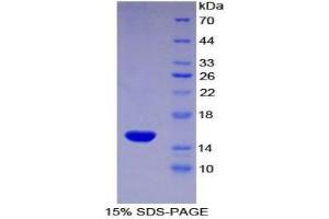 SDS-PAGE analysis of Rat DAF Protein. (CD55 Protein)