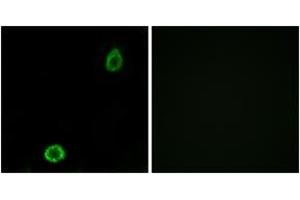 Immunofluorescence analysis of A549 cells, using ABCA13 Antibody. (ABCA13 antibody  (AA 2251-2300))