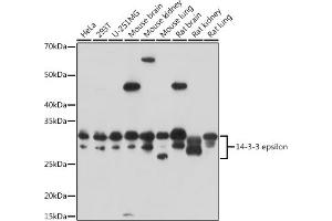 Western blot analysis of extracts of various cell lines, using 14-3-3 epsilon antibody (ABIN3021320, ABIN3021321, ABIN3021322 and ABIN6214879) at 1:3000 dilution. (YWHAE antibody  (AA 1-255))