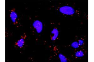 Proximity Ligation Analysis of protein-protein interactions between PTK2 and SRC. (Src antibody  (AA 1-90))