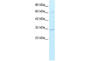 Human HepG2; WB Suggested Anti-DBP Antibody Titration: 0. (DBP antibody  (Middle Region))