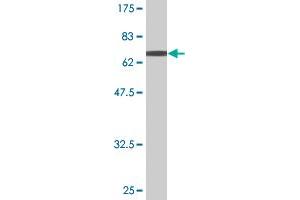 Western Blot detection against Immunogen (63. (TFB1M antibody  (AA 1-346))