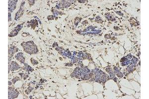 Immunohistochemistry (IHC) image for anti-Histamine N-Methyltransferase (HNMT) antibody (ABIN1873063) (HNMT antibody)