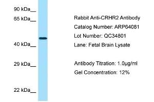 Western Blotting (WB) image for anti-Corticotropin Releasing Hormone Receptor 2 (CRHR2) (N-Term) antibody (ABIN970453) (CRHR2 antibody  (N-Term))