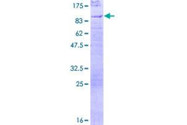 EYA2 Protein (AA 1-538) (GST tag)