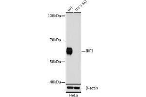 Western blot analysis of extracts from wild type (WT) and IRF3 knockout (KO) HeLa cells, using IRF3 antibody (ABIN7267953) at 1:1000 dilution. (IRF3 antibody)