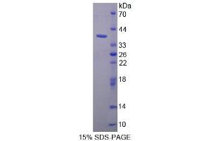 SDS-PAGE (SDS) image for Purine-Rich Element Binding Protein A (PURA) (AA 1-322) protein (His tag) (ABIN6239017)