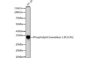Western blot analysis of extracts of HT-29 cells, using Phospholipid Phospholipid Scramblase 1 (PLSCR1) (PLSCR1) Rabbit mAb (ABIN7269354) at 1:1000 dilution. (PLSCR1 antibody)