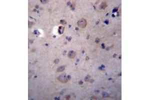 Immunohistochemistry analysis in formalin fixed and paraffin embedded human brain tissue reacted with Heparanase-2 / HPA2 Antibody (C-term) followed by peroxidase conjugation of the secondary antibody and DAB staining. (Heparanase 2 antibody  (C-Term))
